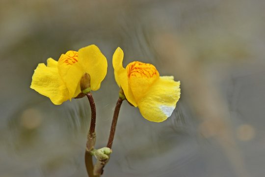 Blüte des Gewöhnlichen Wasserschlauchs (Utricularia vulgaris) 