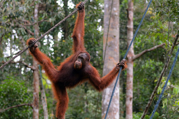 Orangutan, Semenggoh, Malaysia