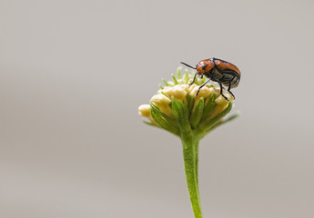 Bug on Lantana Bud