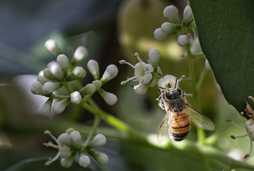 Honey Bee Macro