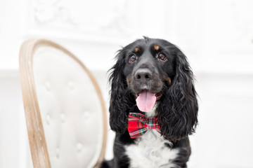 Dog spaniel in a red bow tie in the interior of the light room. Pet is three years old sitting on a chair. Red checkered necktie. best and faithful friend