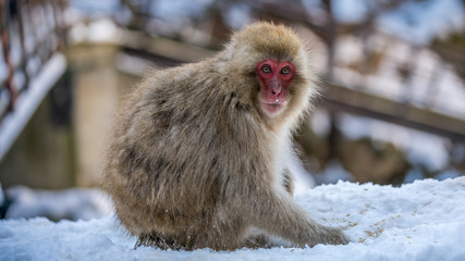 Monkey In Cold Weather