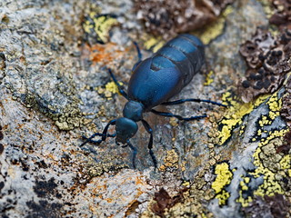 schwarzblauer Ölkäfer auf Gestein