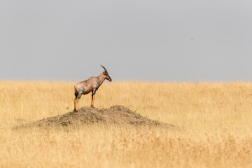 Topi standing on mound in Mara Triangle