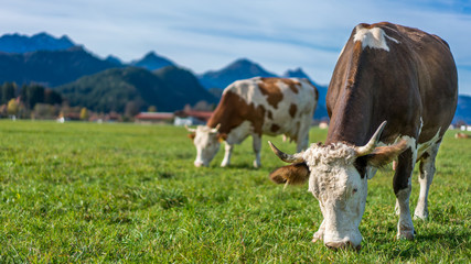 Fototapeta na wymiar Cows Eat Grass