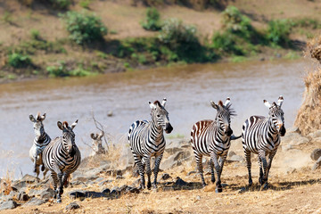 Obraz na płótnie Canvas Zebra Running On Mara River Bank