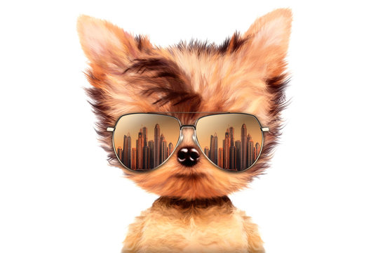 Dog in sunglasses isolated on white background