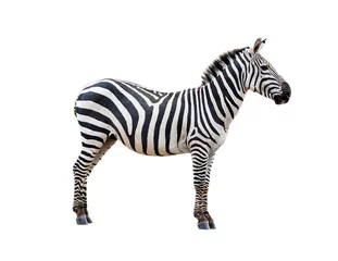 Fototapete Zebra Profil Grevys Zebra isoliert auf weiß
