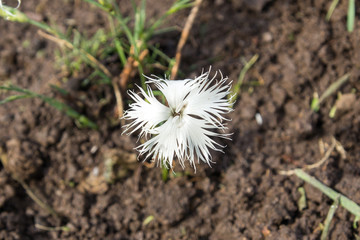 Carnation needle-leaf. Dianthus acicularis Fisch. ex Ledeb