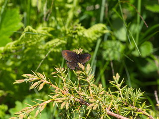 Obraz premium Braunauge auf Strauch