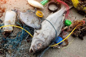 Death fish on the beach with plastic garbage