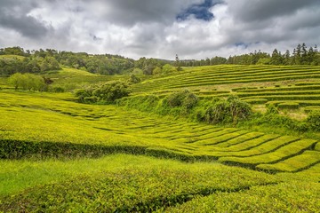 Fototapeta na wymiar Tea Cultivation in the Azores