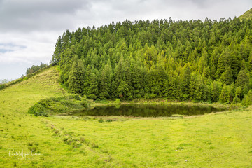 Obraz premium Green in the Azores