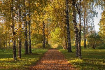 Naklejka premium Birch Alley in the Autumn Park