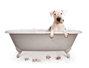 Dirty Muddy Bad Dog
