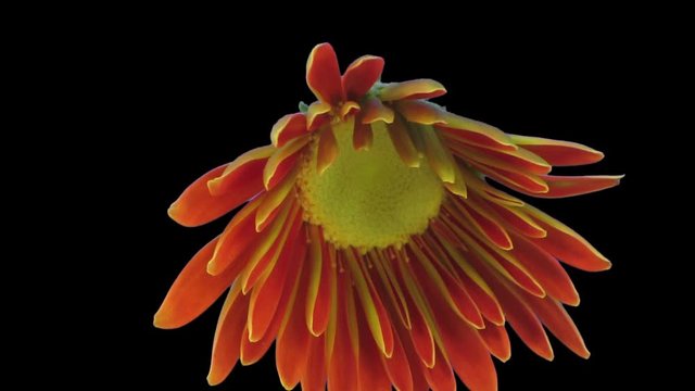Time-lapse of growing and opening orange gerbera flower 5b3 in RGB + ALPHA matte format isolated on black background
