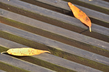 Deski i liście © Dariusz Pokus