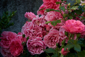 Fototapeta premium Pink rose in our garden - valentines day gift