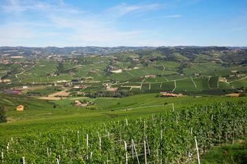 Fototapeta na wymiar Green vineyards in Italy in a sunny day, blue sky