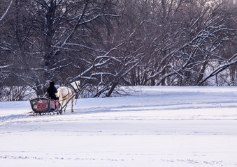 Man in the cart with white horse in winter park. Winter landscapes in Russia. Moscow, Russia, 2018.01.24.
