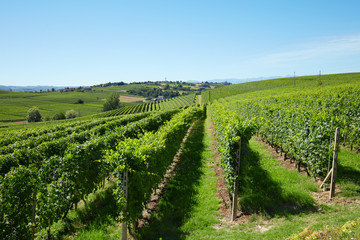 Fototapeta na wymiar Green vineyards in a sunny day, blue sky in Piedmont, Italy