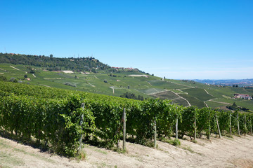 Fototapeta na wymiar Green vineyards and Langhe hills in Italy, blue sky