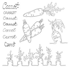 Set with 4 images of carrot made in minimalism and several variants of text