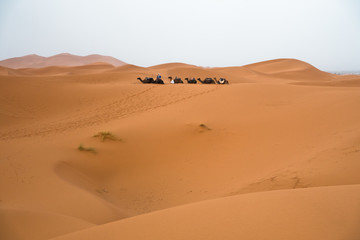 Fototapeta na wymiar Berber camel caravan in Erg Cheggi before sunrise, Sahara desert, Morocco, Africa