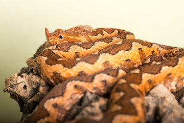 serpent vipère ammodytes
