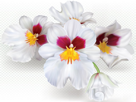 Miltoniopsis flowers
