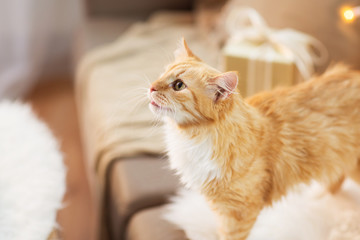 red tabby cat on sofa with christmas gift at home