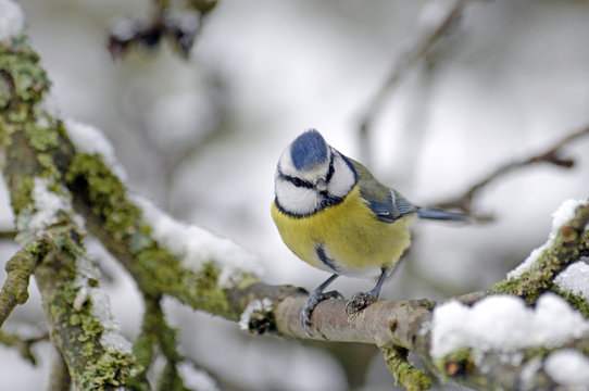 Blaumeise (Cyanistes caeruleus) - Eurasian blue tit 