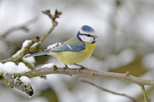 Blaumeise (Cyanistes caeruleus) - Eurasian blue tit 