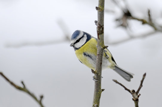 Blaumeise (Cyanistes caeruleus) - Eurasian blue tit 