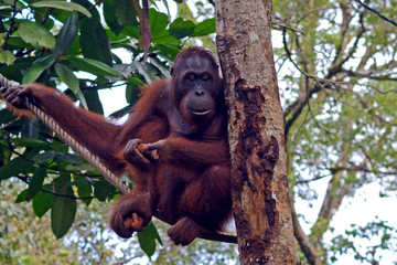 Orangutan, Semenggoh, Malaysia