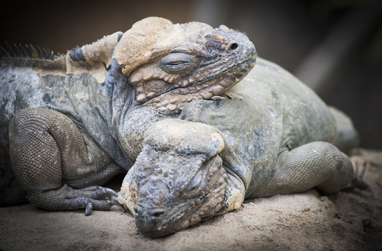 Rhinoceros iguanas cuddling up in the sun