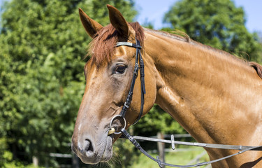 Fototapeta premium Brązowy koń wygląda przyjaźnie