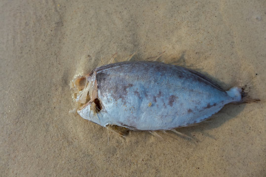 A dead fish in the sand
