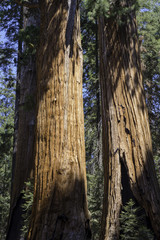 Sequoia National Park