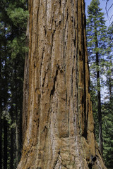 Sequoia National Park