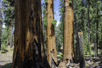 Obraz premium Sequoia National Park
