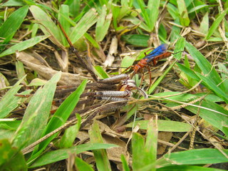 Tarantula hawk wasp dragging its paralyzed prey, Costa Rica, Central America