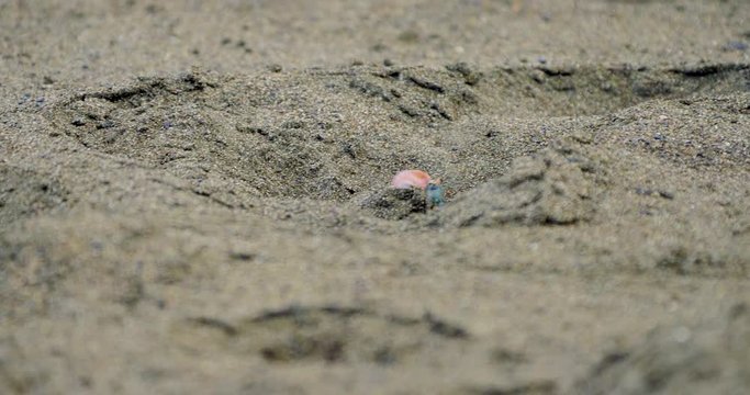 Tiny Crabs, Crawling Through Sand, Costa Rica