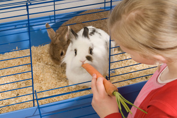 Mädchen füttert Kaninchen mit einer Karotte