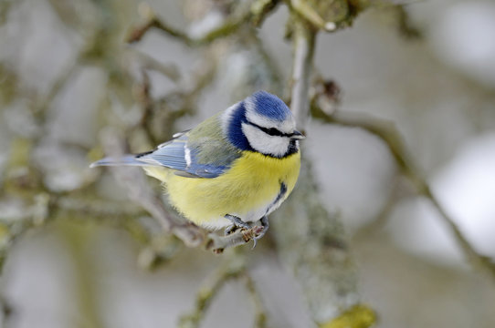 Blaumeise (Cyanistes caeruleus) - Eurasian blue tit 