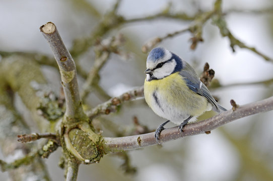 Blaumeise (Cyanistes caeruleus) - Eurasian blue tit 
