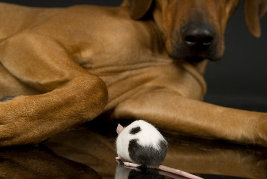 Farbmaus sitzt vor einem Hund