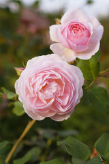  English Rose "Heritage" -  bred by David Austin. Charming, soft clear pink, cup-shaped flowers of the English rose "Heritage".