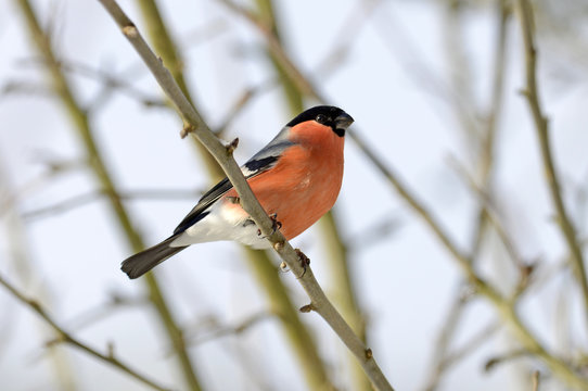 Dompfaff (Pyrrhula pyrrhula) - bullfinch 