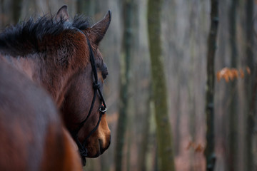 Nasses Pferd im Nebelwald